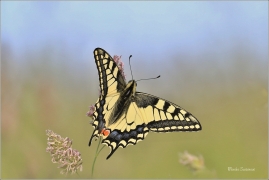 <p>OTAKÁREK FENYKLOVÝ (Papilio machaon) Rychnov u Jbc n. N. ----- /Old World swallowtail - Schwalbenschwanz/</p>